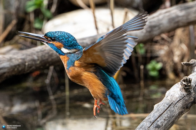 Eisvogel Eisvogel