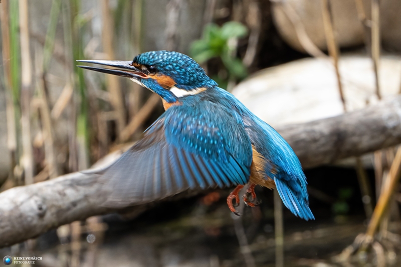 Eisvogel Eisvogel
