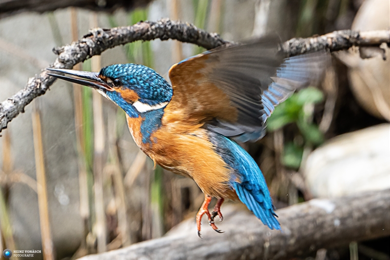 Eisvogel Eisvogel