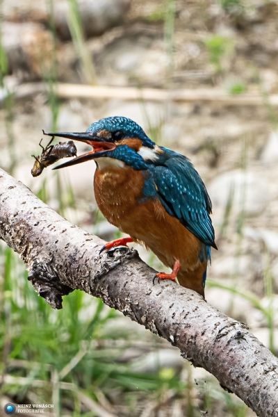 Eisvogel Eisvogel