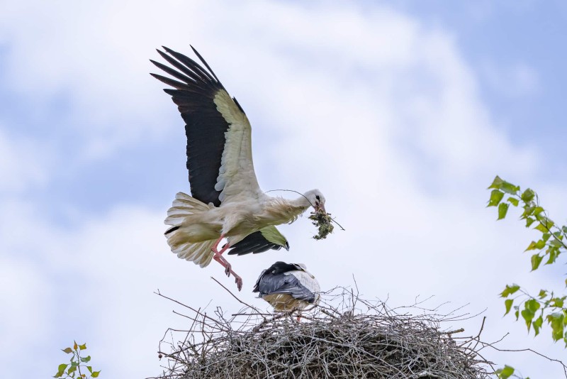 Storch Storch