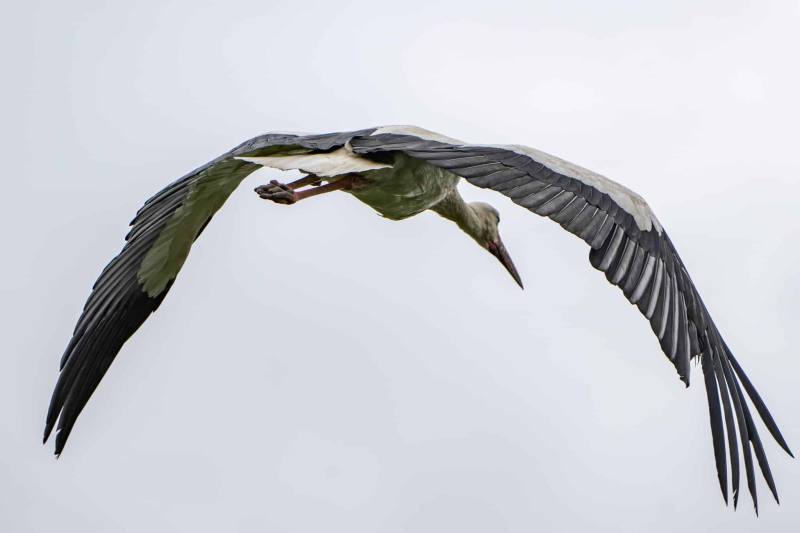 Storch Storch