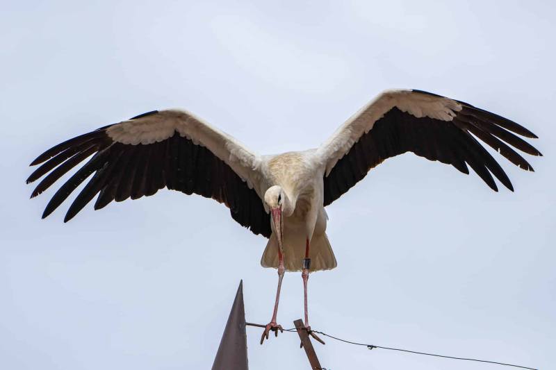 Storch Storch