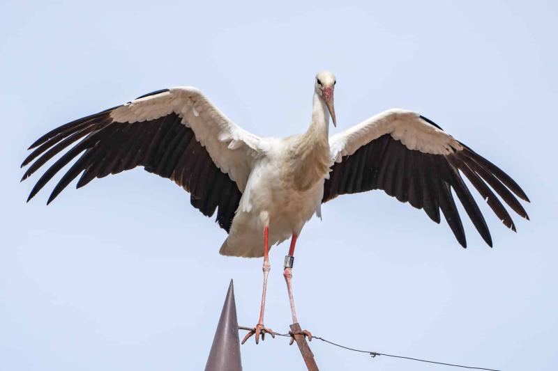Storch Storch