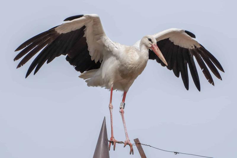Storch Storch