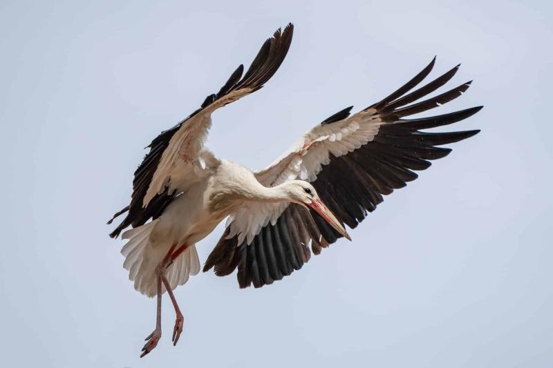 Storch Storch