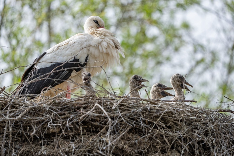 Storch Storch