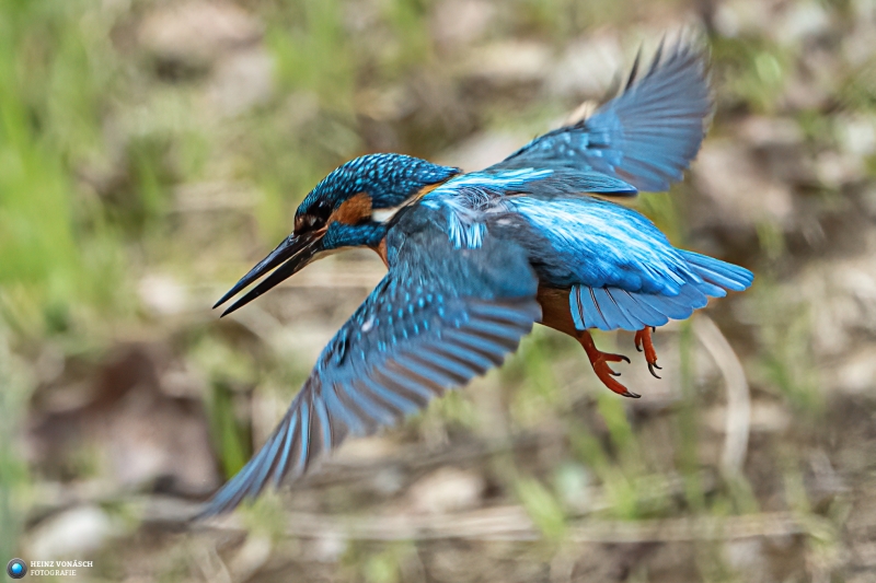 Eisvogel Eisvogel