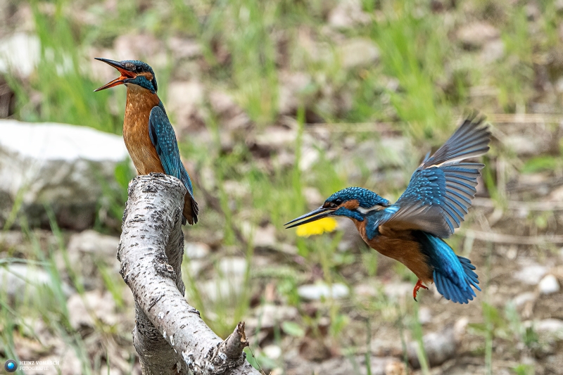 Eisvogel Eisvogel