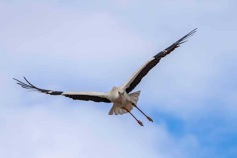Storch Storch