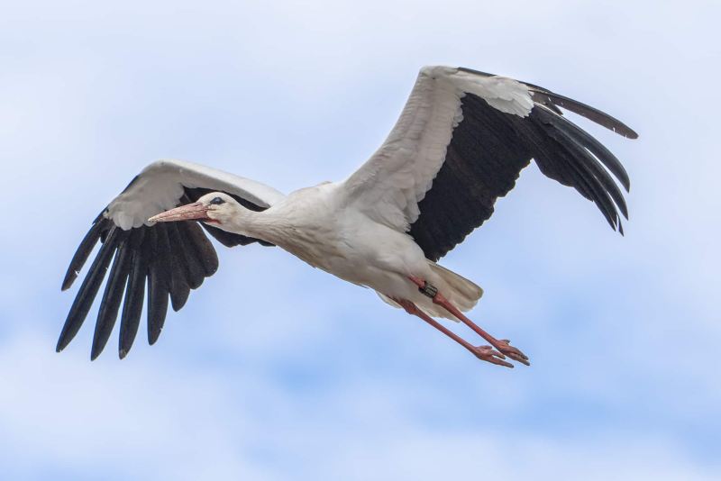 Storch Storch