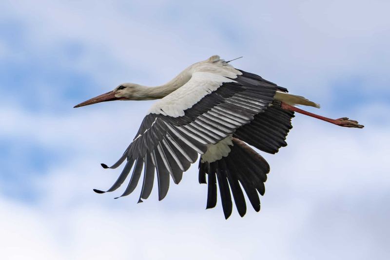 Storch Storch