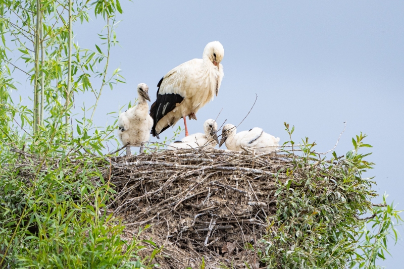 Storch Storch