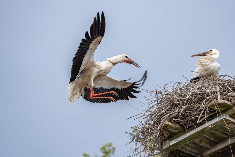 Storch Storch