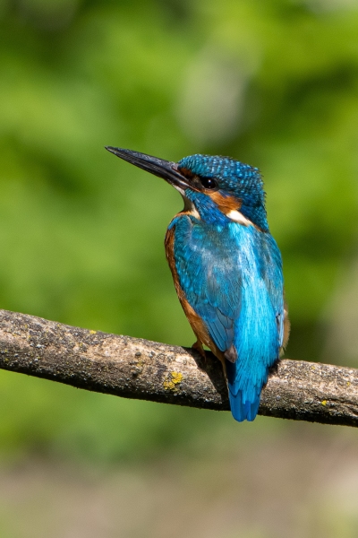 Eisvogel Eisvogel