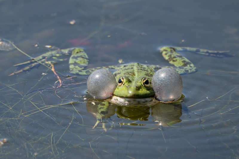 Frosch Frosch