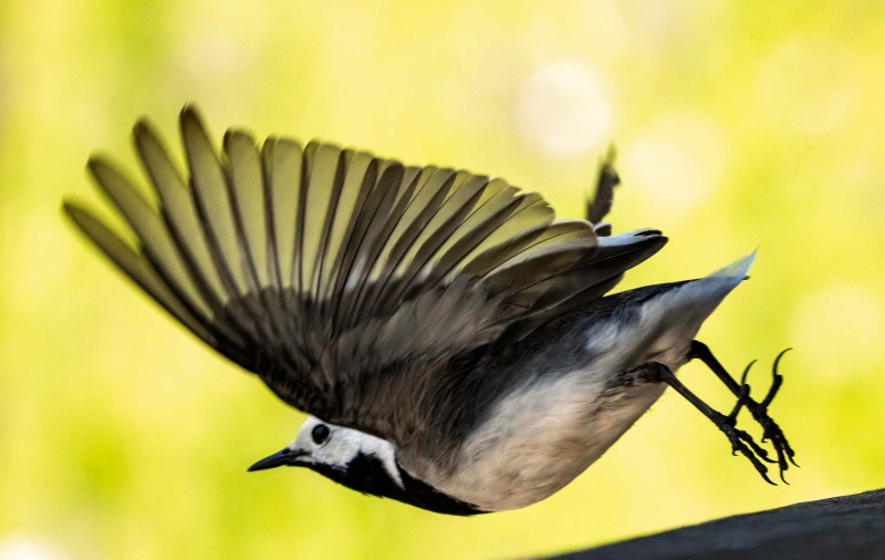 Vogel Vogel