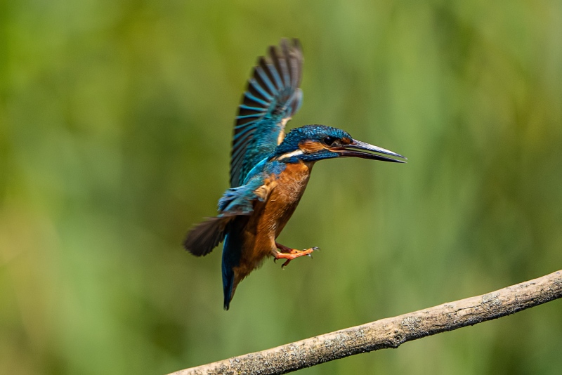 Eisvogel Eisvogel