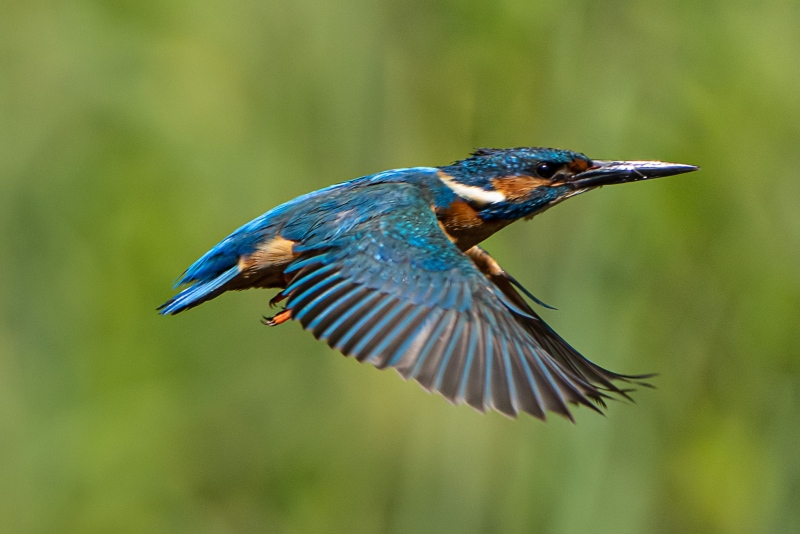 Eisvogel Eisvogel