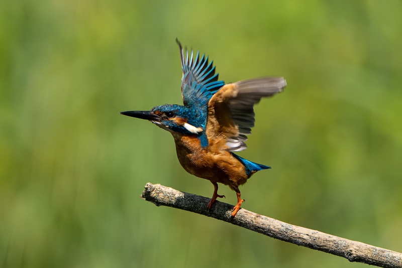 Eisvogel Eisvogel