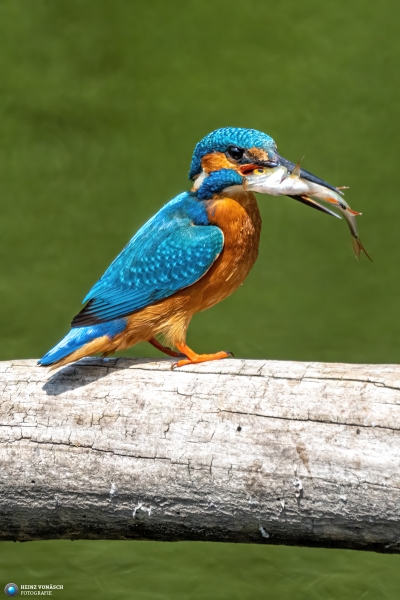 Eisvogel Eisvogel