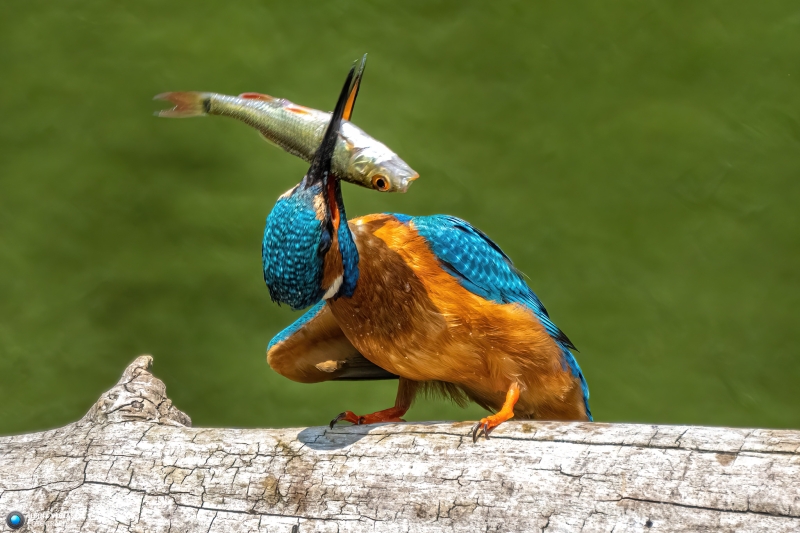 Eisvogel Eisvogel
