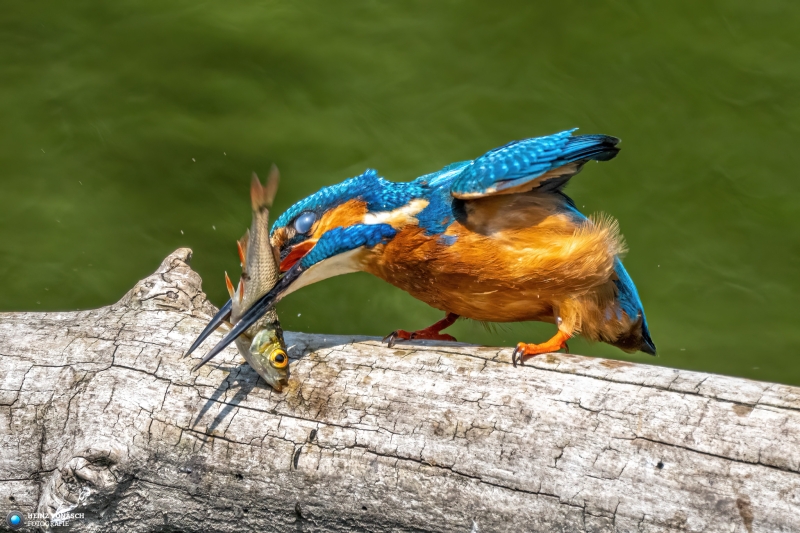 Eisvogel Eisvogel