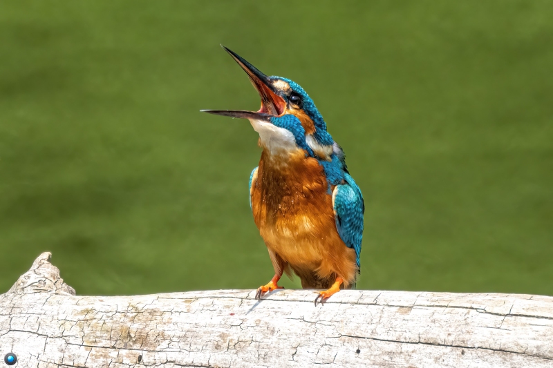 Eisvogel Eisvogel