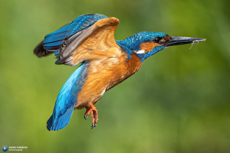 Eisvogel Eisvogel