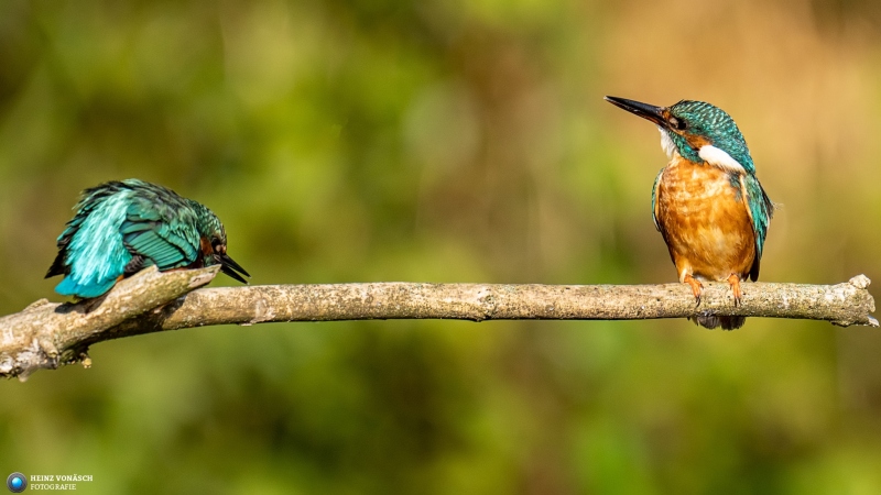 Eisvogel Eisvogel
