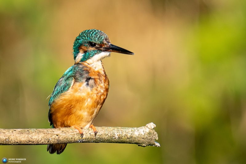 Eisvogel Eisvogel