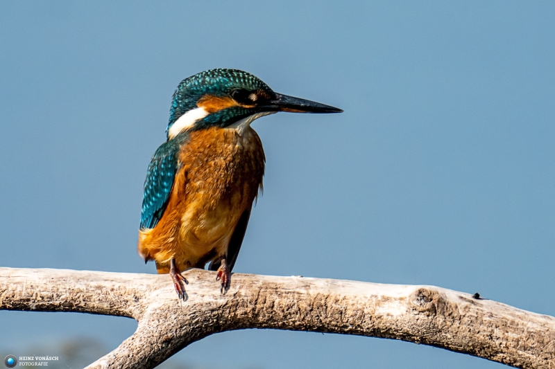 Eisvogel Eisvogel
