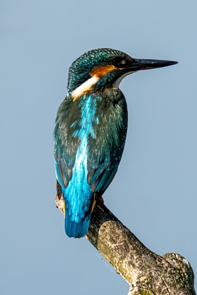 Eisvogel Eisvogel