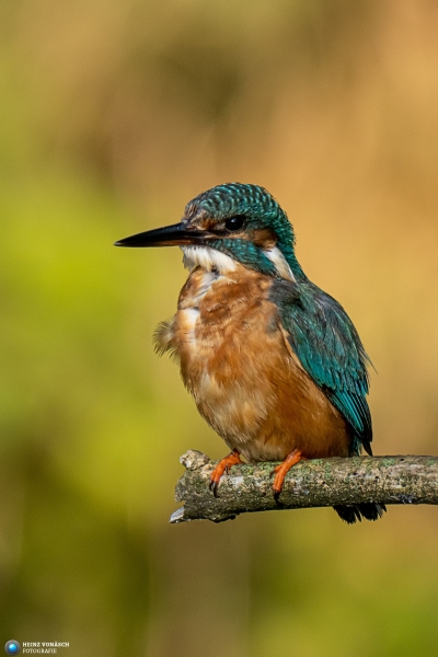 Eisvogel Eisvogel