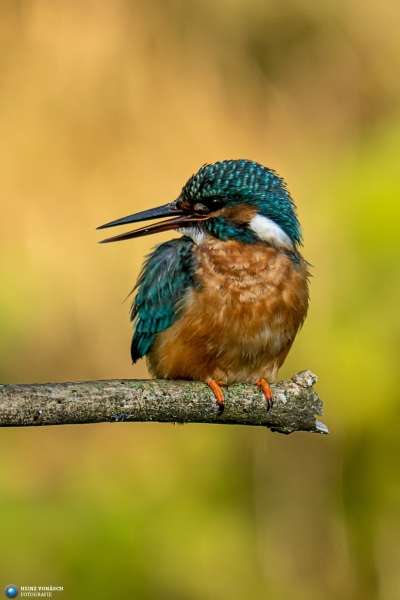 Eisvogel Eisvogel