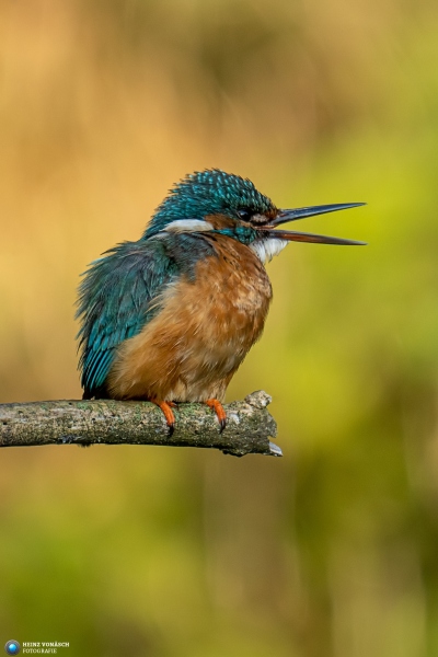 Eisvogel Eisvogel