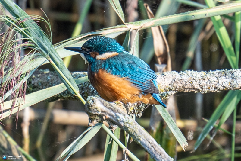 Eisvogel Eisvogel
