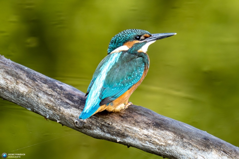 Eisvogel Eisvogel