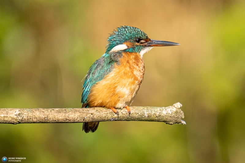 Eisvogel Eisvogel