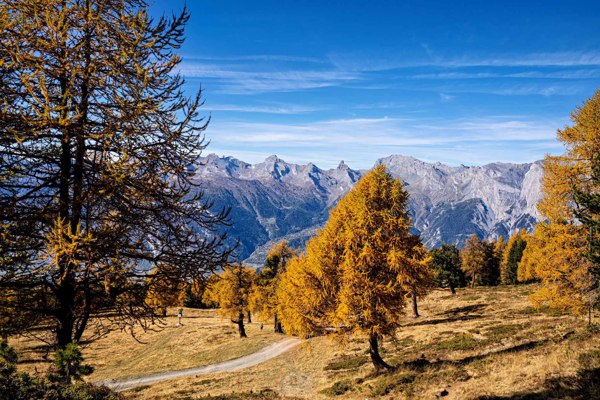 Lärchen von Balavaux