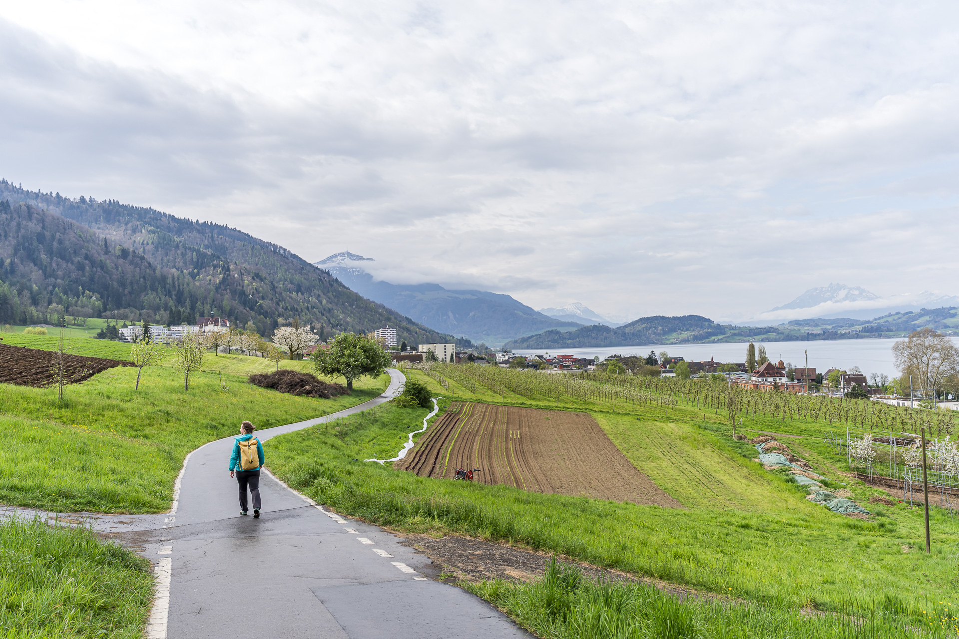 Kurze Kirschblütenwanderung von Zug nach Walchwil