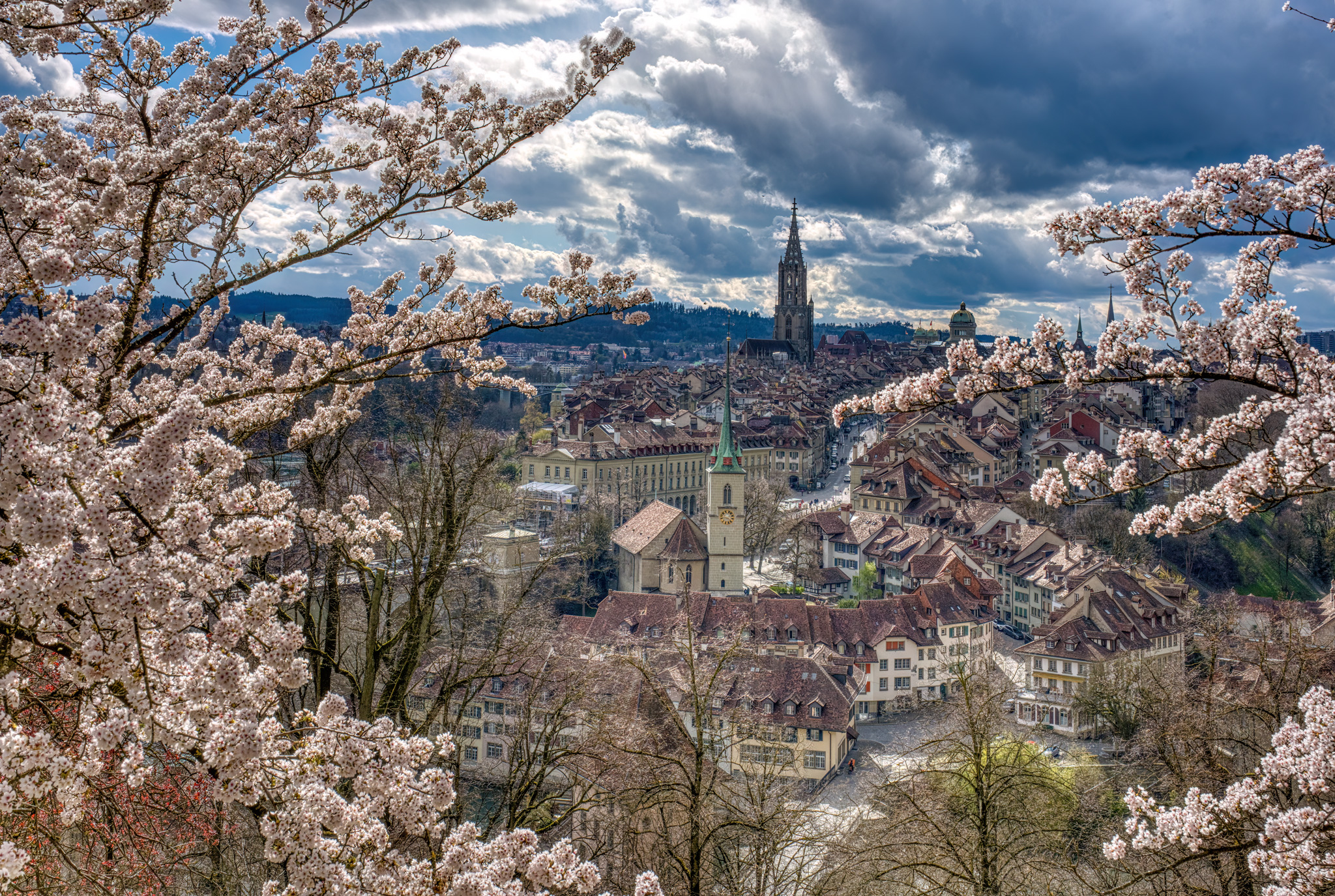 Kirschblüten, Rosengarten Bern