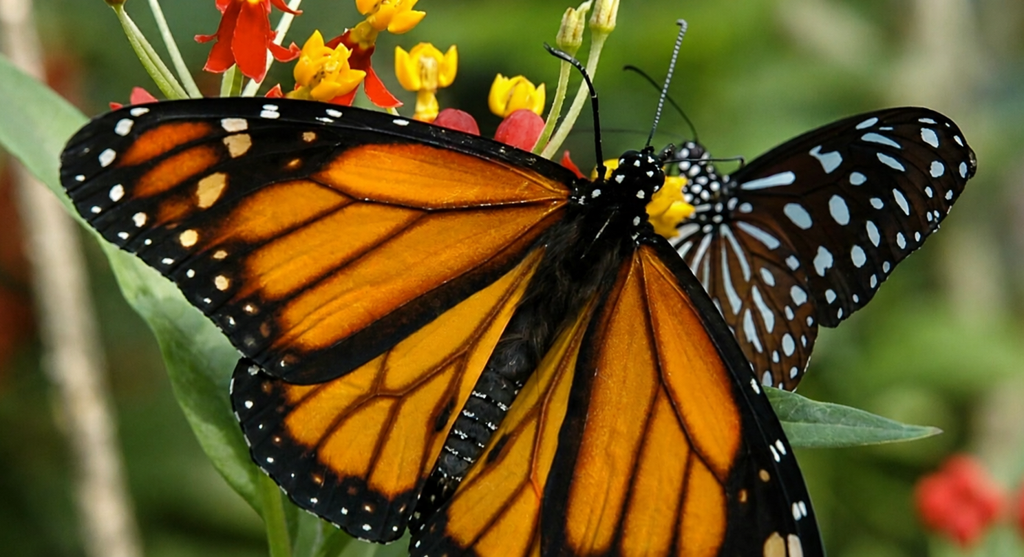 Papiliorama