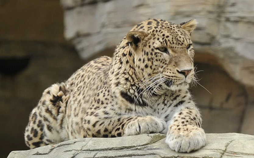 Tierpark Bern (Dählhölzli)